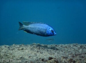 Nyassachromis sp. 'otter' Otter Island