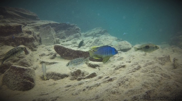 Otopharynx sp. 'auromarginatus margrette' Maingano Island'auromarginatus margrette' Maingano Island Otopharynx sp. 'auromarginatus margrette'