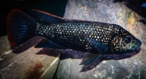 Oreochromis-Arten-Galerie