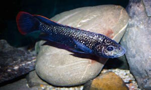 Oreochromis shiranus