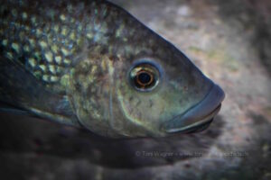 Oreochromis shiranus