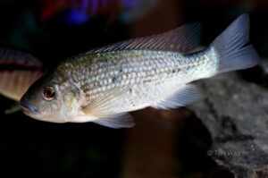 Oreochromis shiranus Oreochromis shiranus