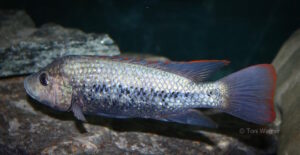 Oreochromis shiranus