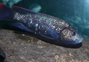 Oreochromis shiranus Oreochromis shiranus