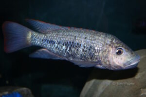 Oreochromis shiranus