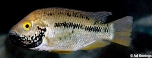 Oreochromis shiranus 'Machili Island'