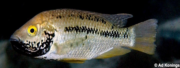 Oreochromis shiranus 'Machili Island''Machili Island' Oreochromis shiranus 'Machili Island'