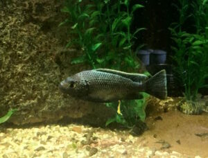 Oreochromis squamipinnis
