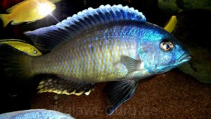 Otopharynx tetraspilus