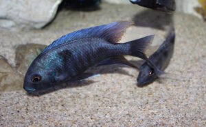 Otopharynx selenurus