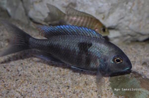Otopharynx selenurus
