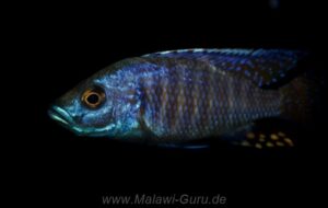 Otopharynx antron 'Makokola''Makokola'-Galerie Otopharynx antron 'Makokola'