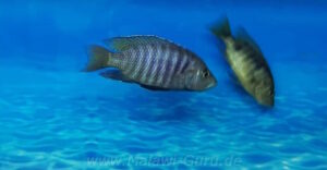 Otopharynx antron 'Masinje'