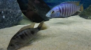 Otopharynx antron 'Masinje'