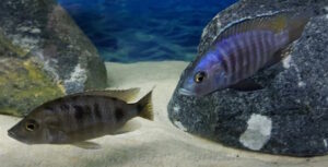 Otopharynx antron 'Masinje'