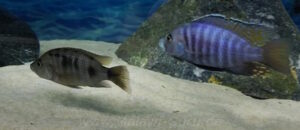 Otopharynx antron 'Masinje'