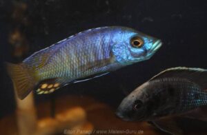 Otopharynx antron 'Masinje'