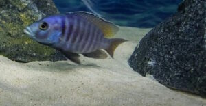 Otopharynx antron 'Masinje'