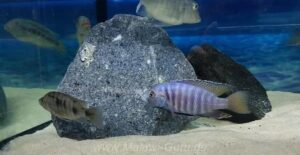 Otopharynx antron 'Masinje'