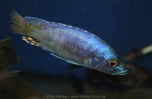 Otopharynx antron