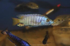 Otopharynx antron