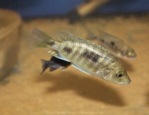 Otopharynx antron 'Masinje'