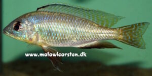 Otopharynx argyrosoma