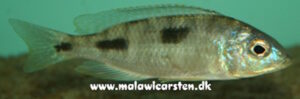 Otopharynx argyrosoma