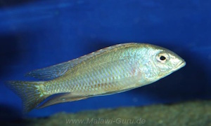 Otopharynx argyrosoma