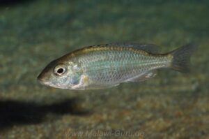Otopharynx argyrosoma