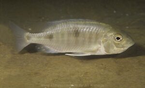 Otopharynx auromarginatus 'Mdoka'