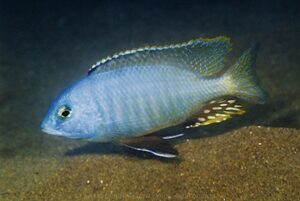 Otopharynx auromarginatus 'N'kolongwe'