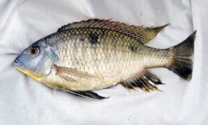 Otopharynx auromarginatus 'South East Arm'