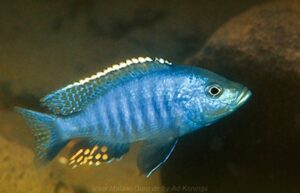 Otopharynx brooksi