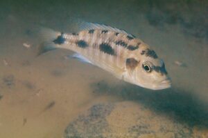 Otopharynx brooksi