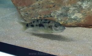 Otopharynx brooksi 'Makokola'