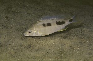 Otopharynx decorus 'Ntekete'