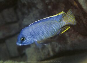 Otopharynx heterodon 'Chiloelo'