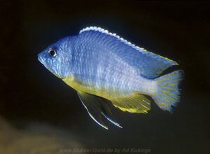 Otopharynx heterodon