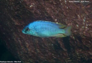 Otopharynx heterodon