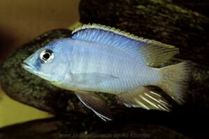 Otopharynx heterodon 'Chizumulu Island'