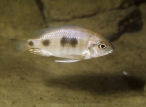 Otopharynx heterodon 'Cobwe'