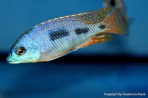 Otopharynx heterodon 'Gome Rock'