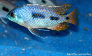 Otopharynx heterodon 'Gome Rock'