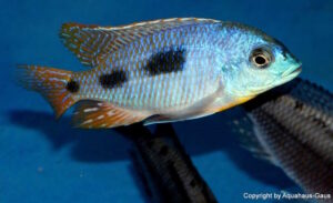 Otopharynx heterodon Arten