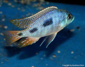 Otopharynx heterodon 'Gome Rock'