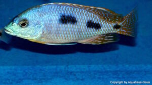 Otopharynx heterodon 'Gome Rock''Gome Rock' Otopharynx heterodon 'Gome Rock'