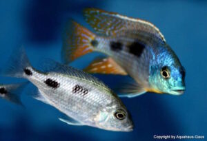 Otopharynx heterodon 'Gome Rock''Gome Rock' Otopharynx heterodon 'Gome'