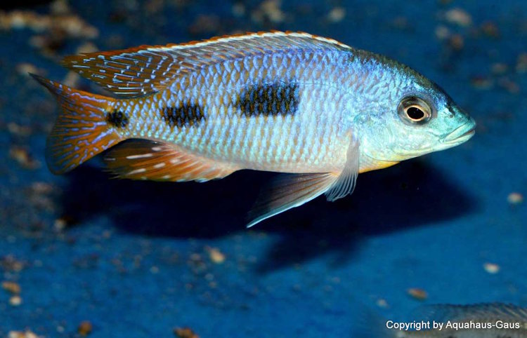 Otopharynx heterodon 'Gome Rock''Gome Rock' Otopharynx heterodon 'Gome'