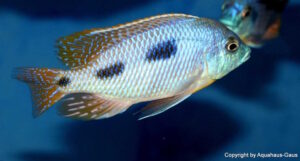 Otopharynx heterodon 'Gome Rock'